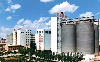 河套麦恒丰 面香氲天下